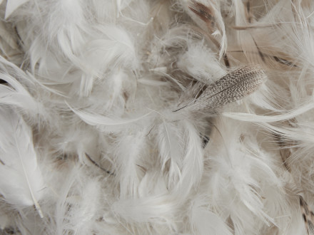 Feather Euro Pillow