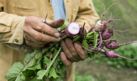 Radishes 