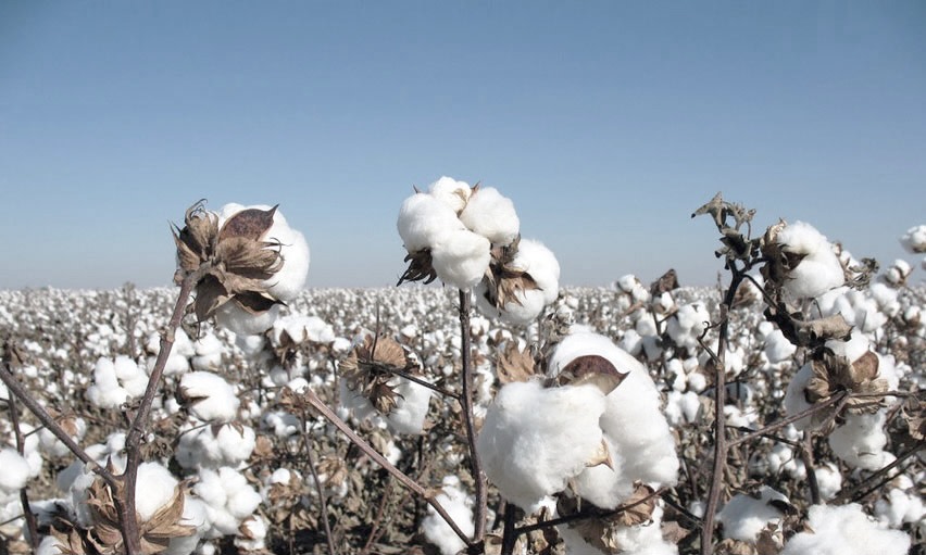 what-is-turkish-cotton-is-it-any-good-or-better-than-egyptian-cotton