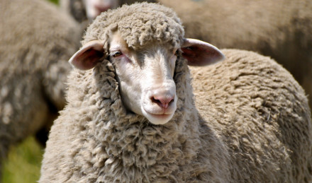 Image of a sheep. 