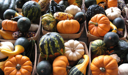 Pumpkins and gourds 