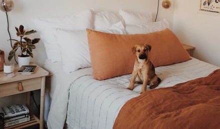 A Dog sitting on a bed