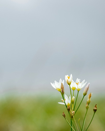 Grassroots Carbon Regenerative Grazing