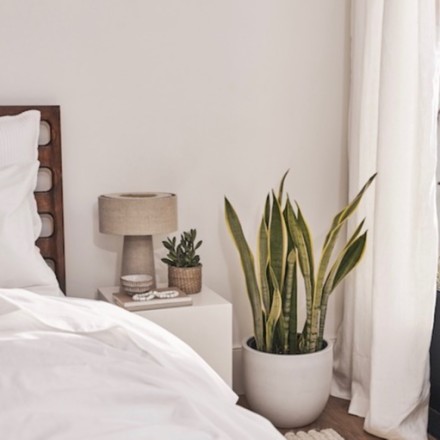 Window curtains in bedroom with plant. 