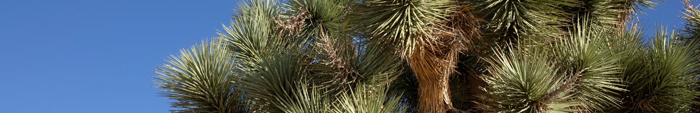 Close up on a Joshua Tree with blue skies shining behind.