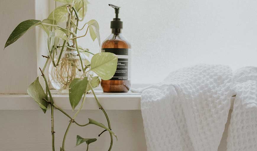 Best Plants for the Bathroom