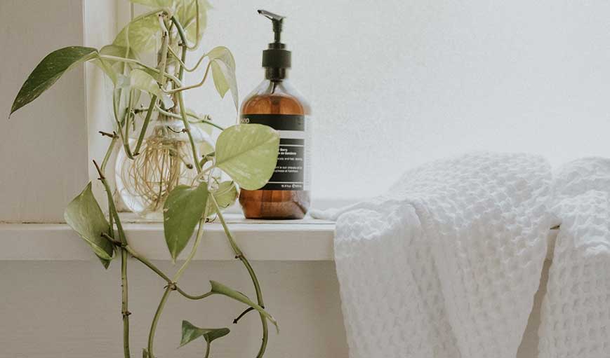 The Best Plants for Bedrooms and Bathrooms, With The Sill