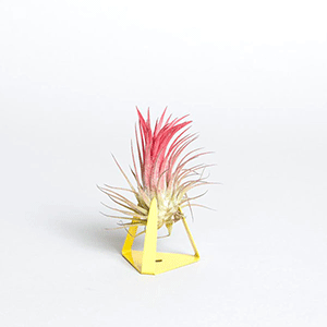 air plant