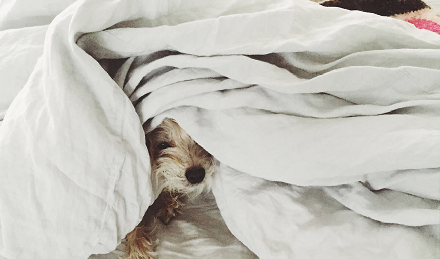 Image of a dog looking out from under the covers. 