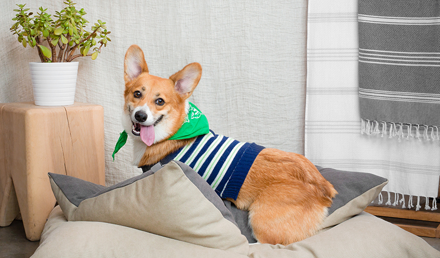 Parachute clearance dog bed