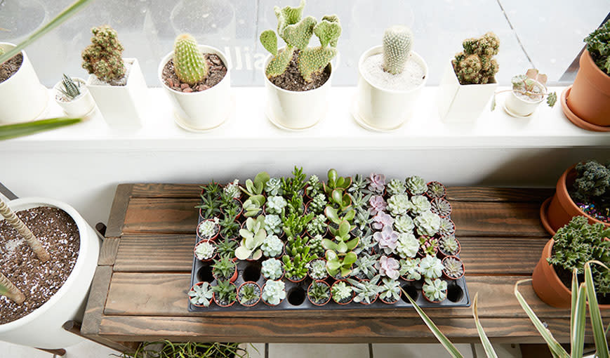 Succulents lined up on a windowsill. 