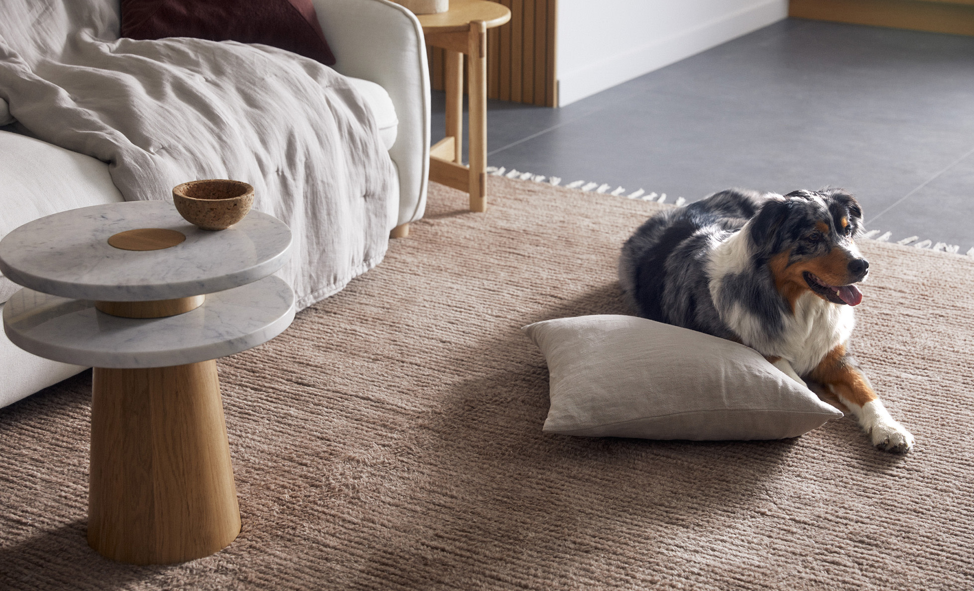 A dog sitting on a plush wool rug
