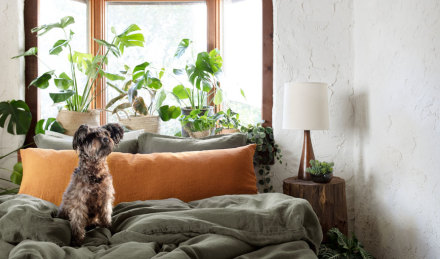 Image of plants on a window sill behind a bed