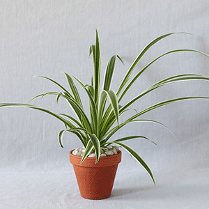 spider plant