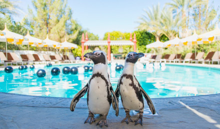 Photograph of two penguins. 