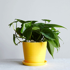 Philodendron