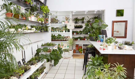 Image of plants and succulents on shelves around a room. 