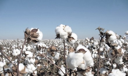 cotton plants  