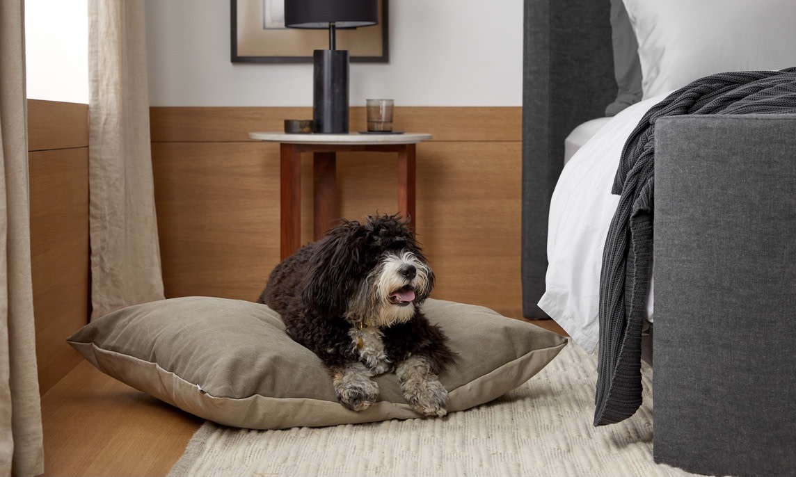 Should Dogs Be Allowed On The Furniture? Why Dogs Need Their Own Beds  Instead | Parachute Blog