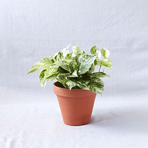 Pothos plant