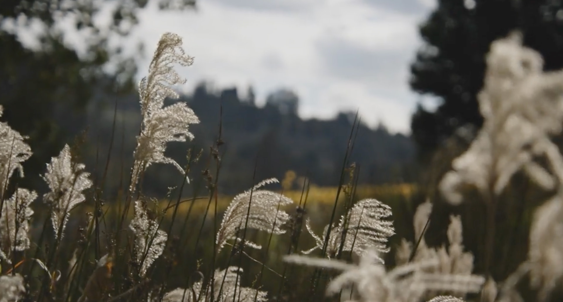 Introducing: The Organic Collection