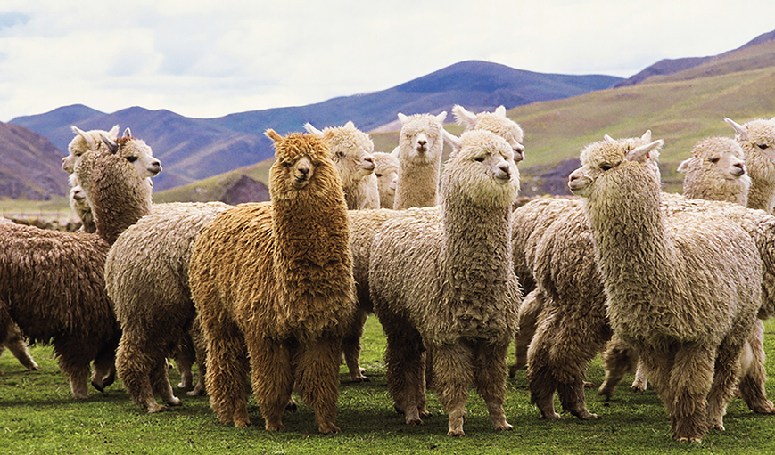 All About Alpaca | Parachute