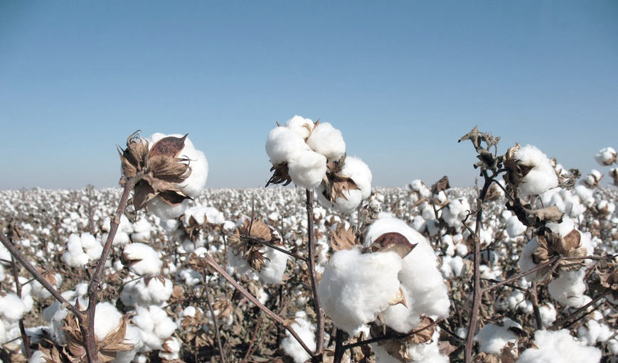 What Is Long-Staple Egyptian Cotton?