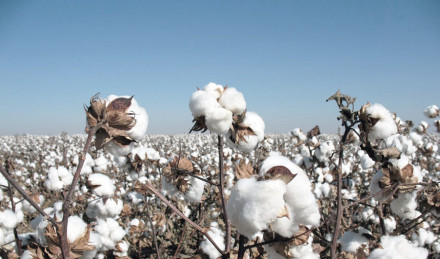 Cotton, Description, History, Production, Uses, Botanical Name, & Facts