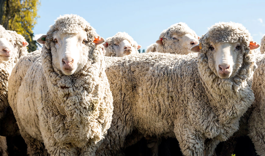 What is Merino Wool? (and why it is so special) 