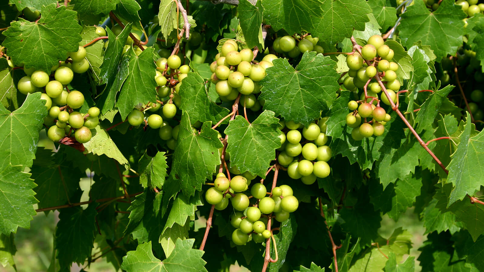 muscadine grape
