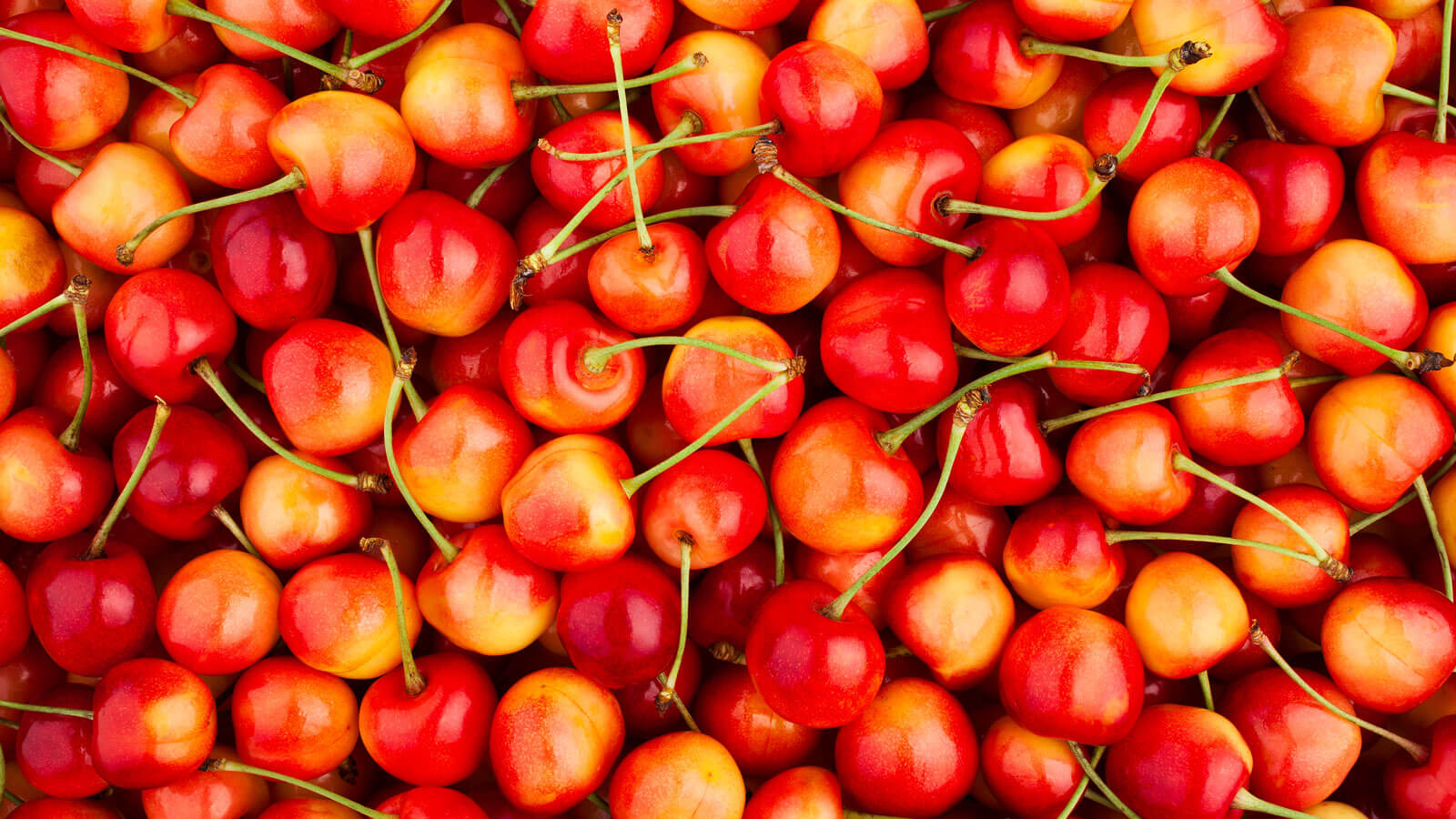 rainer-cherries
