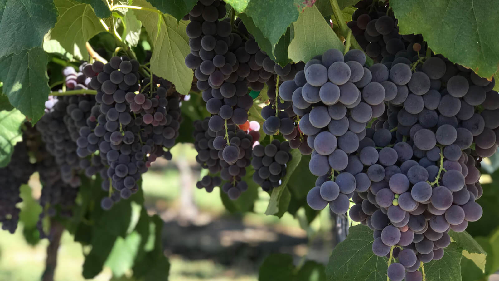 Jelly Drops grapes