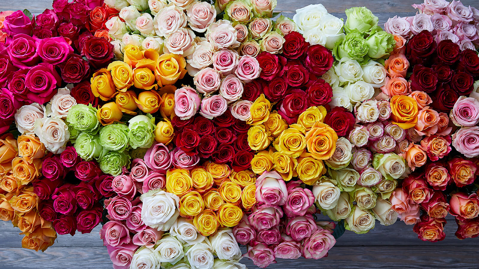 1-Dozen Multicolor Rose Bouquet - Flower Delivery NYC 