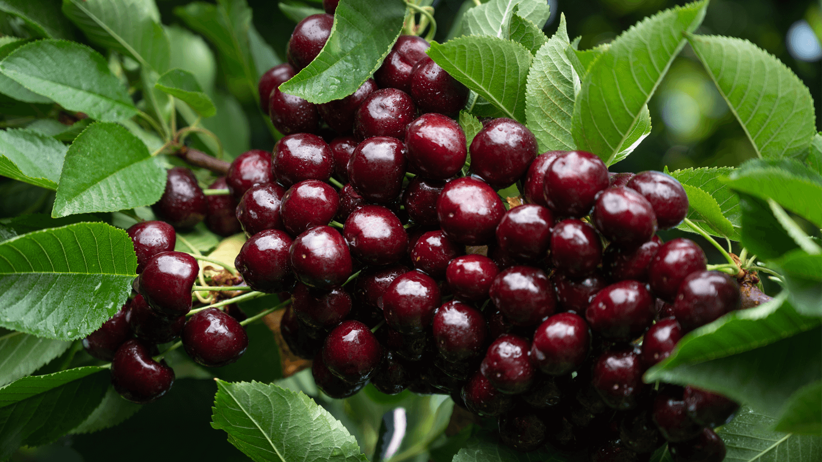 2Kyles-Pick-Cherries-4217 - 19-08-2025 12-58-05 (1)