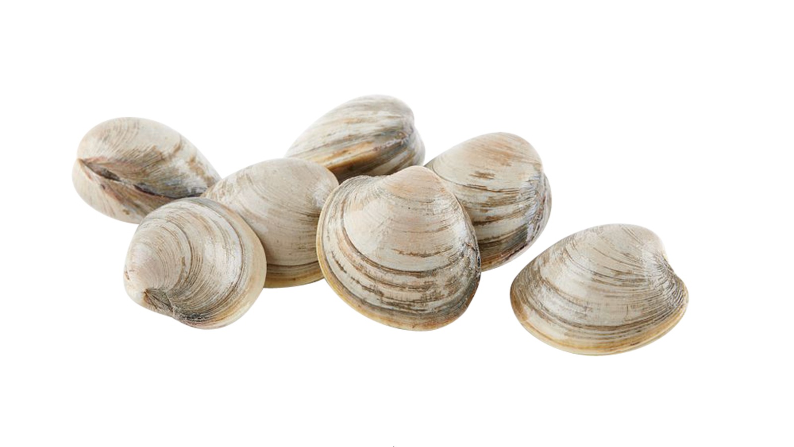 Middleneck Clams
