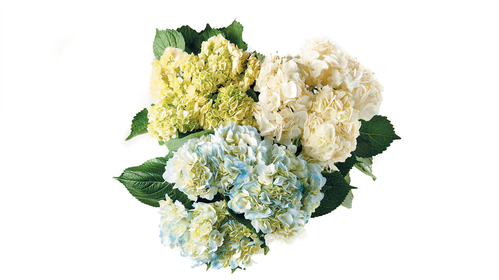 https://images.ctfassets.net/lufu0clouua1/425vp6H6gMAcEyoaw4a4AE/cc73dbceb84a2ef895edb9e5dd67ee52/Hydrangeas_SILOED.jpg