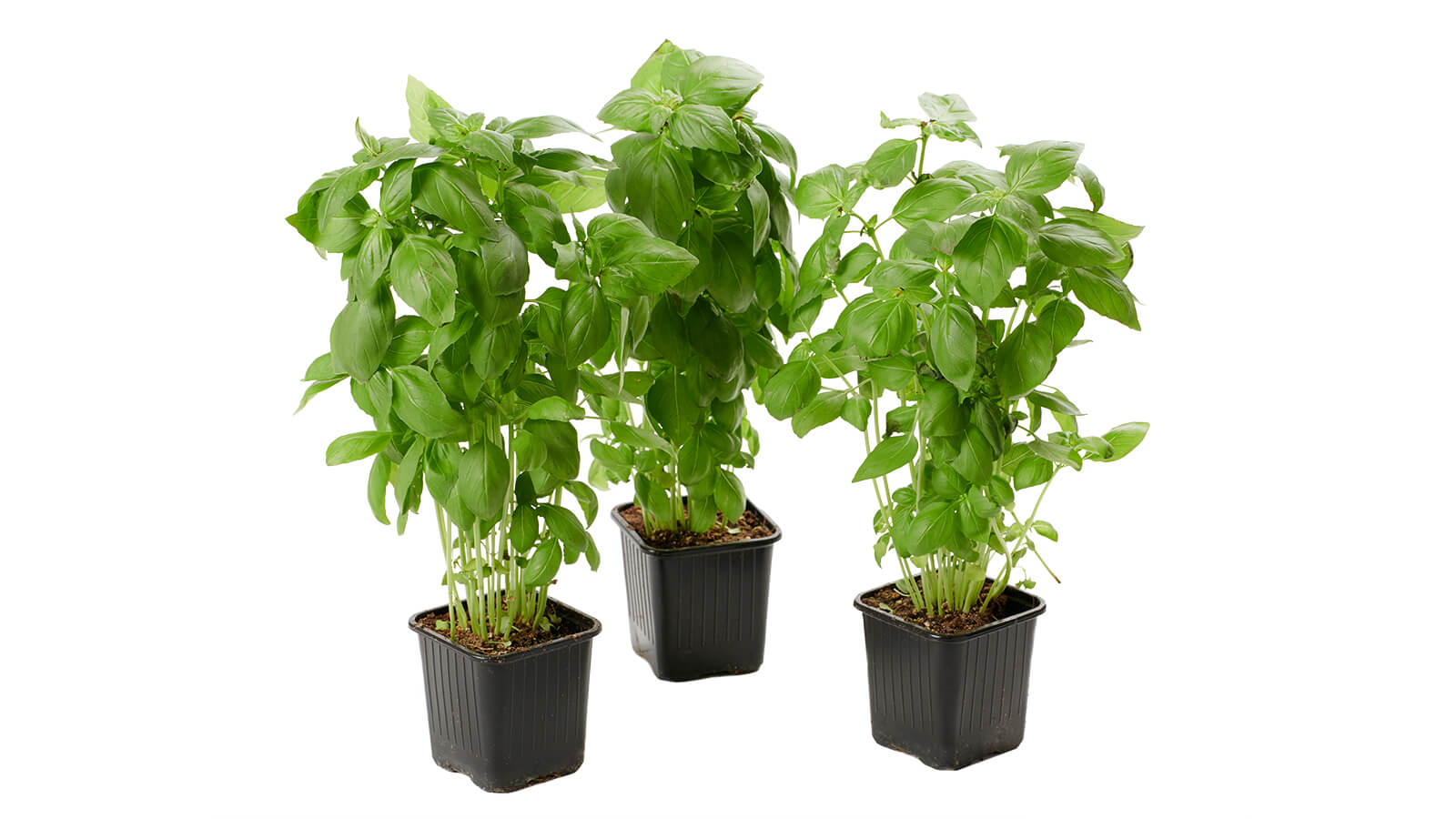 Potted Herbs - Basil