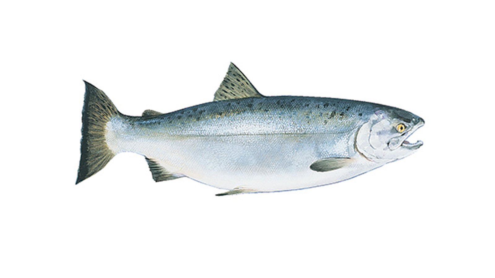 wild-salmon-season-the-fresh-market