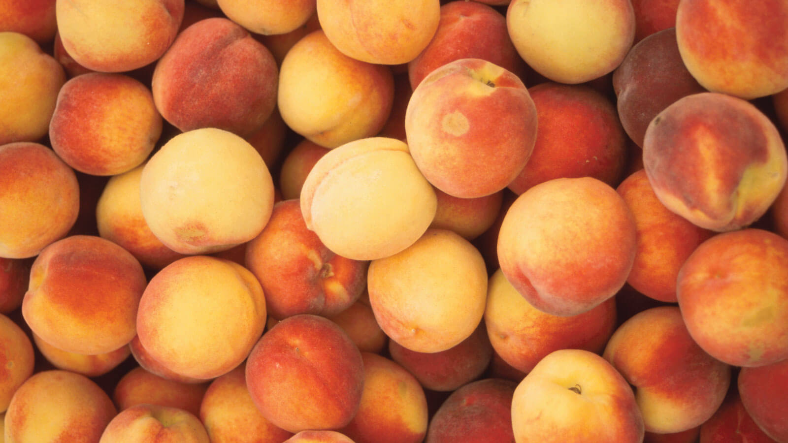 Market Fresh Finds: Savor the sweet taste of summer nectarines