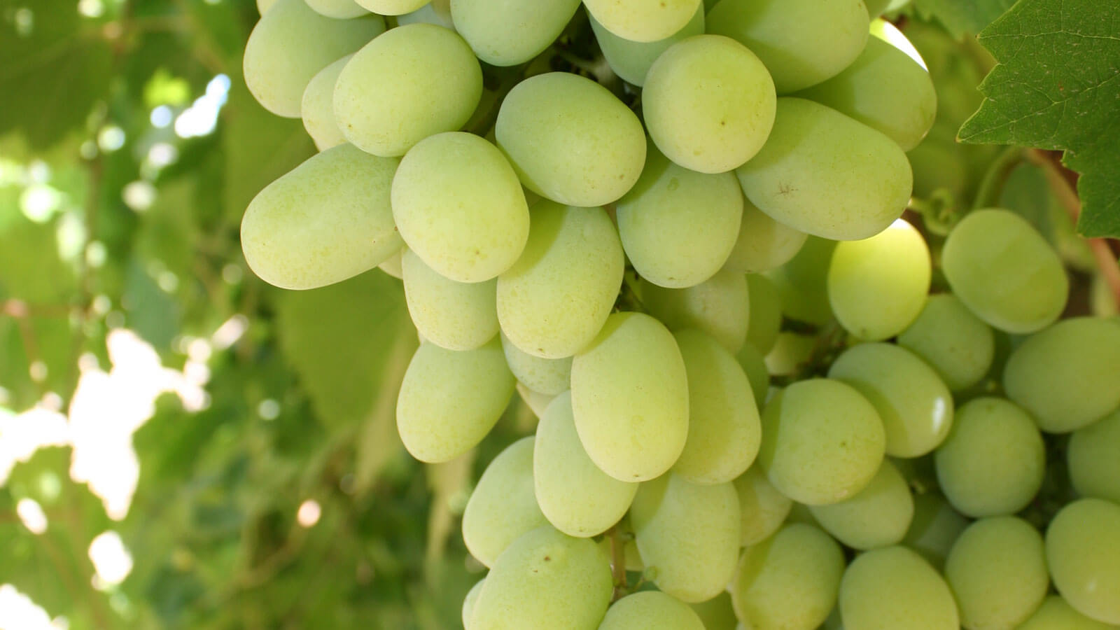 Green Grapes