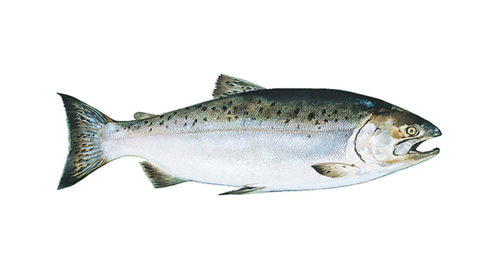 Fresh, Wild Caught Salmon, Salmon Recipes
