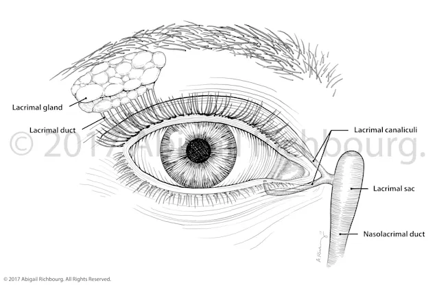 Black and white line illustration of the anatomy associated with the creation and drainage of tears. 