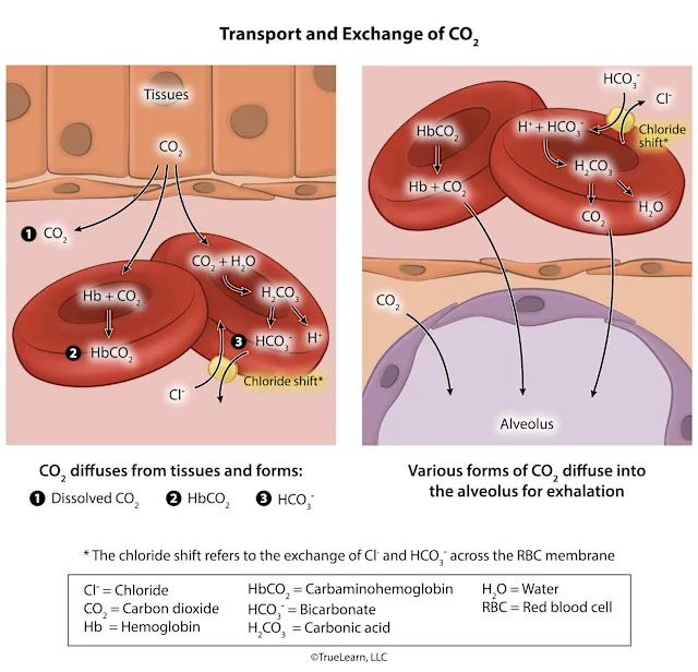 Diagrammatic illustration showing the steps involved in carbon dioxide transport and exhalation. Created as an employee of TrueLearn, LLC. Image used with permission. 