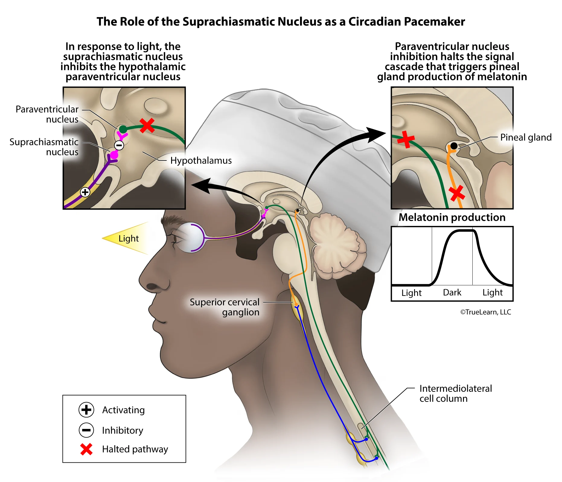 Illustration of the pathways and nuclei involved in regulating melatonin production and the circadian rhythm. Created as an employee of TrueLearn, LLC. Image used with permission. 