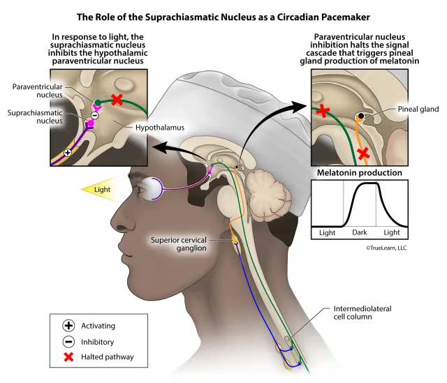 Illustration of the pathways and nuclei involved in regulating melatonin production and the circadian rhythm. Created as an employee of TrueLearn, LLC. Image used with permission. 