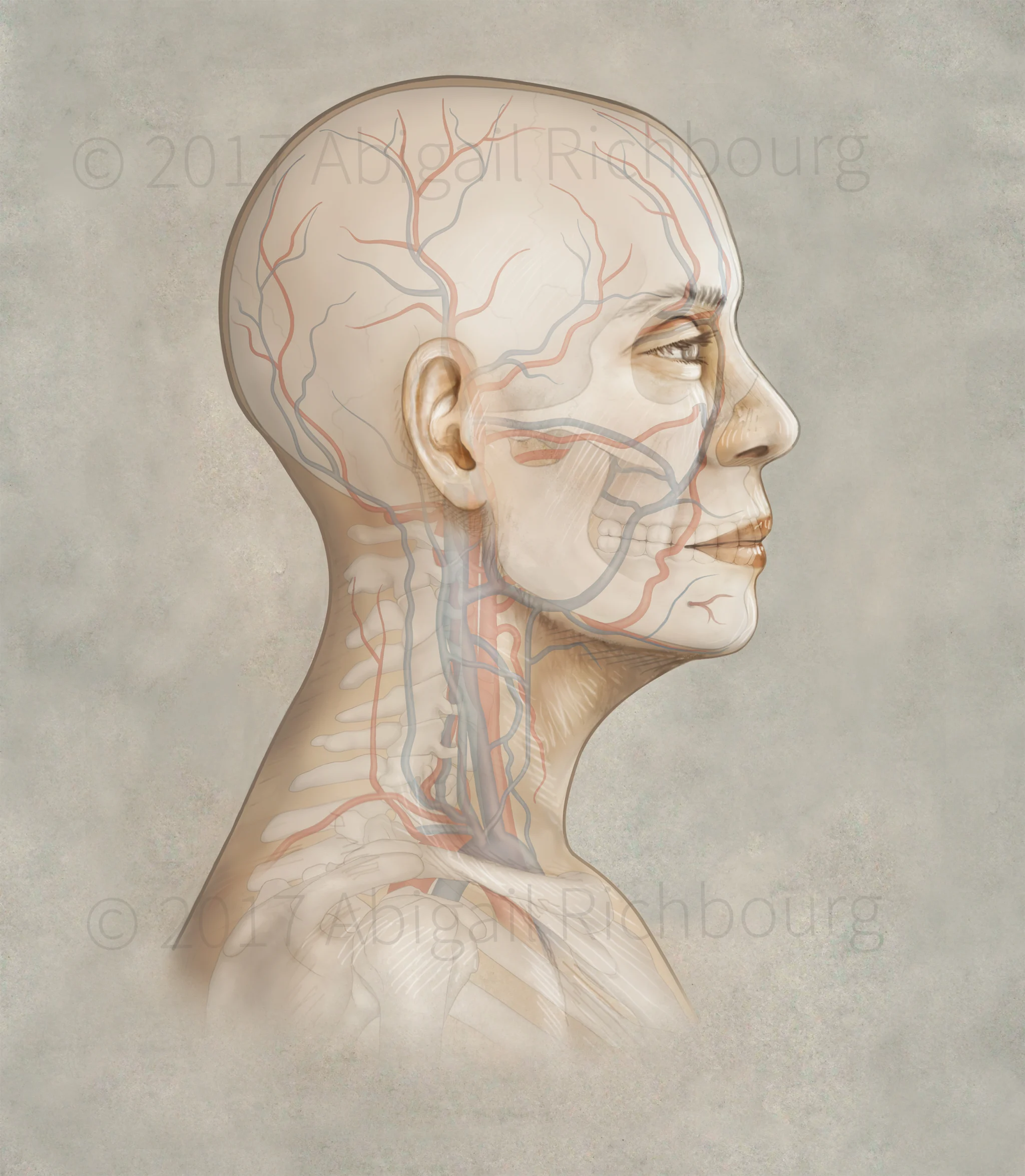 Illustration showing the common arteries and veins of the head and neck from a right lateral view. 