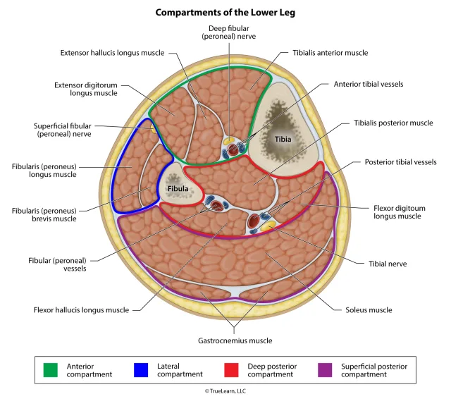 Illustration of the anatomy contained in each of the 4 compartments of the lower leg. Created as an employee of TrueLearn, LLC. Image used with permission. 