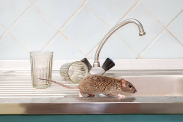 Dératisation Rats & Souris
