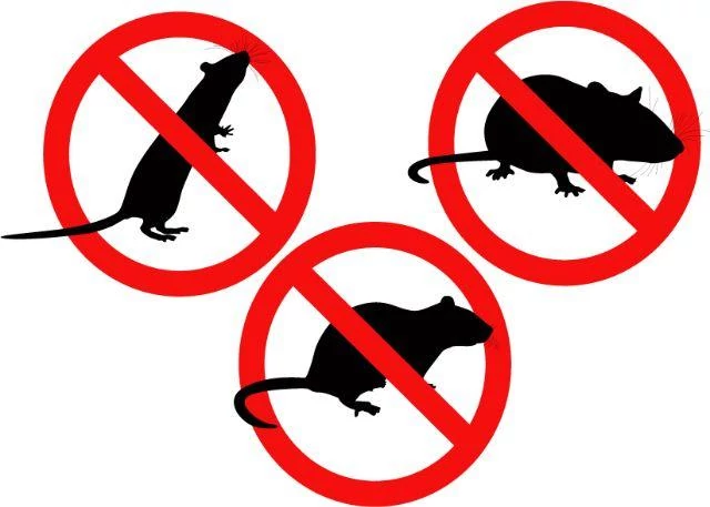 Rats et souris