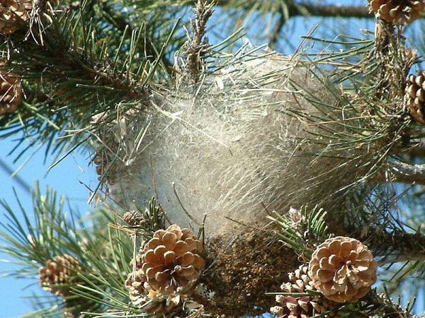 Nid de chenilles processionnaires